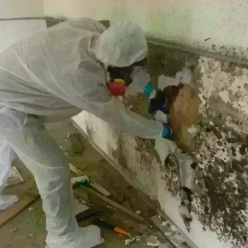 Mold Remediation and Removal in Oak Point, TX